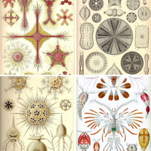Ernst Haeckel Knitting Art Forms of Nature