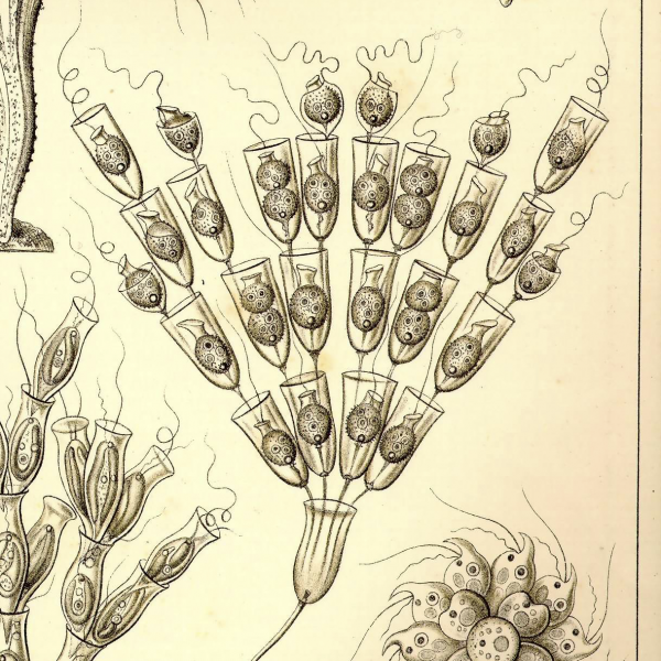 Ernst Haeckel Knitting Art Forms of Nature Poteridendron Petiolatum
