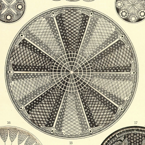 Ernst Haeckel Knitting Art Forms of Nature